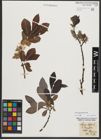 Foto von Salix appendiculata Vill.